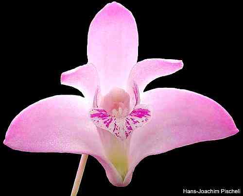 Dendrobium kingianum